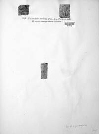 Tubercularia confluens image